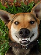 Image result for Smiling Doggo Low Resolution