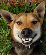 Image result for Pair of Smiling Dogs