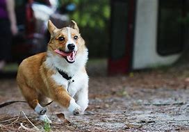 Image result for Corgi Puppies Running