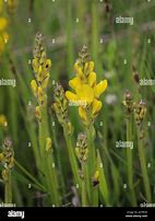 Image result for Genista Sagittalis