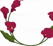 Image result for Red Calla Lily Flower