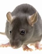 Image result for Old Rat Face