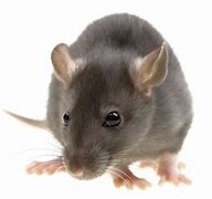 Image result for Rat Free