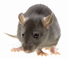 Image result for Rat Face