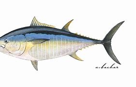 Image result for Bluefin Tuna Fin