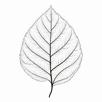 Image result for Leaf Line Art for Beginners