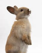 Image result for Baby Brown Rabbit