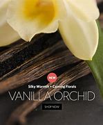 Image result for Vanilla Orchid South America