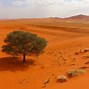 Image result for Hot Desert Plants South Africa