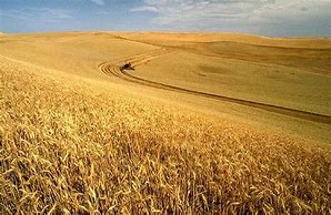 Image result for Wheat Harvest