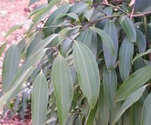 Image result for Camphor Tree New Leaves