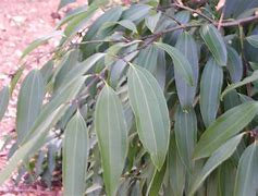 Image result for Camphor Tree Leaves Vector