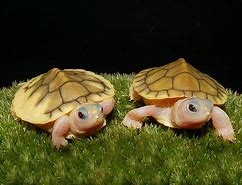 Image result for Pink Turtle Toy