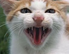 Image result for Cat Ear Bite