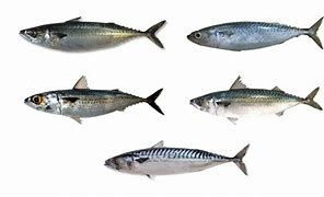 Image result for Bullseye Mackerel