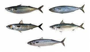 Image result for JCK Mackerel