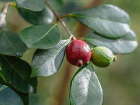 Image result for Growing Strawberry Guava