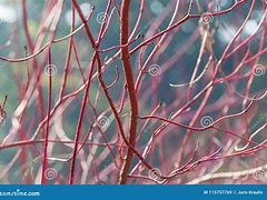 Image result for Cornus Alba Dogwood