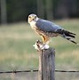 Image result for Immature Merlin Bird