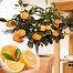 Image result for Mandarin Plant