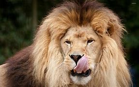 Image result for Animals Wet Mane