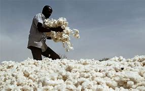 Image result for Black Person Harvesting Cotton