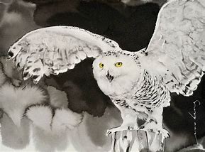 Image result for Snowy Owl Black and White Drawing