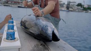 Image result for Bluefin Tuna Fillet