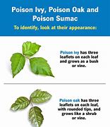 Image result for Poison Ivy Oak Sumac Rash