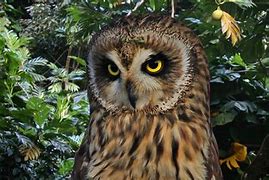 Image result for Dlnr Pueo Owl