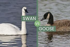 Image result for Ted vs Goose