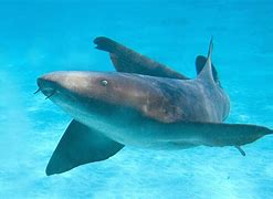 Image result for Nurse Shark Pet