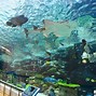 Image result for Nagoya Aquarium