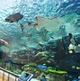 Image result for Nagoya Aquarium