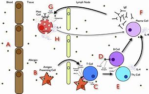 Image result for Histamine Reaction