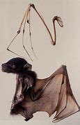 Image result for Bat Wing Muscles