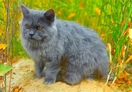 Image result for Grey Californa Swirl Kittens