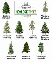 Image result for hemlock identification