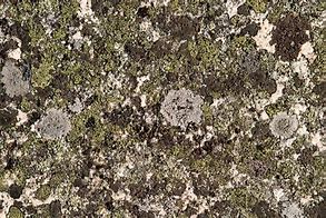 Image result for Fungus Texture