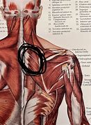 Image result for Left Rhomboid Muscle