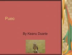 Image result for Pueo Kauai