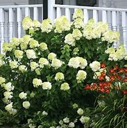 Image result for Hydrangea Pan Limelight Prime