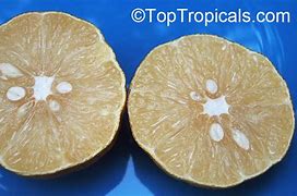 Image result for Citrus Limetta