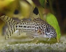 Image result for Popular Freshwater Fish W Whiskers