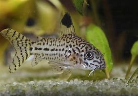 Image result for Freshwater Fish with Whiskers