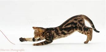 Image result for Cat Chases String