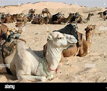 Image result for Sahara Desert with Camels Tunisie