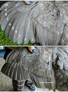 Image result for Chicken Wing Feathers