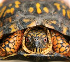 Image result for Woodland Box Turtle