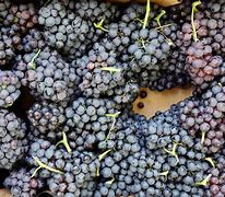 Image result for Yeast On Grapes